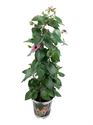 Bild von KP19 Thunbergia  piramide Rose